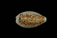 藏品(所羅門寶螺)的圖片